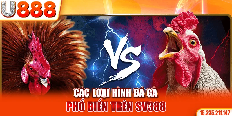 Các loại hình đá gà phổ biến trên SV388